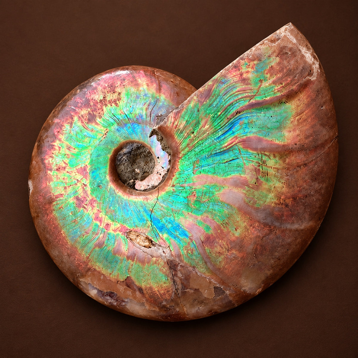 Polished ammonite fossil with rainbow iridescence