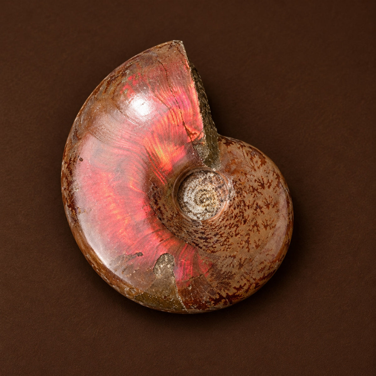 Polished ammonite fossil with red and orange iridescence