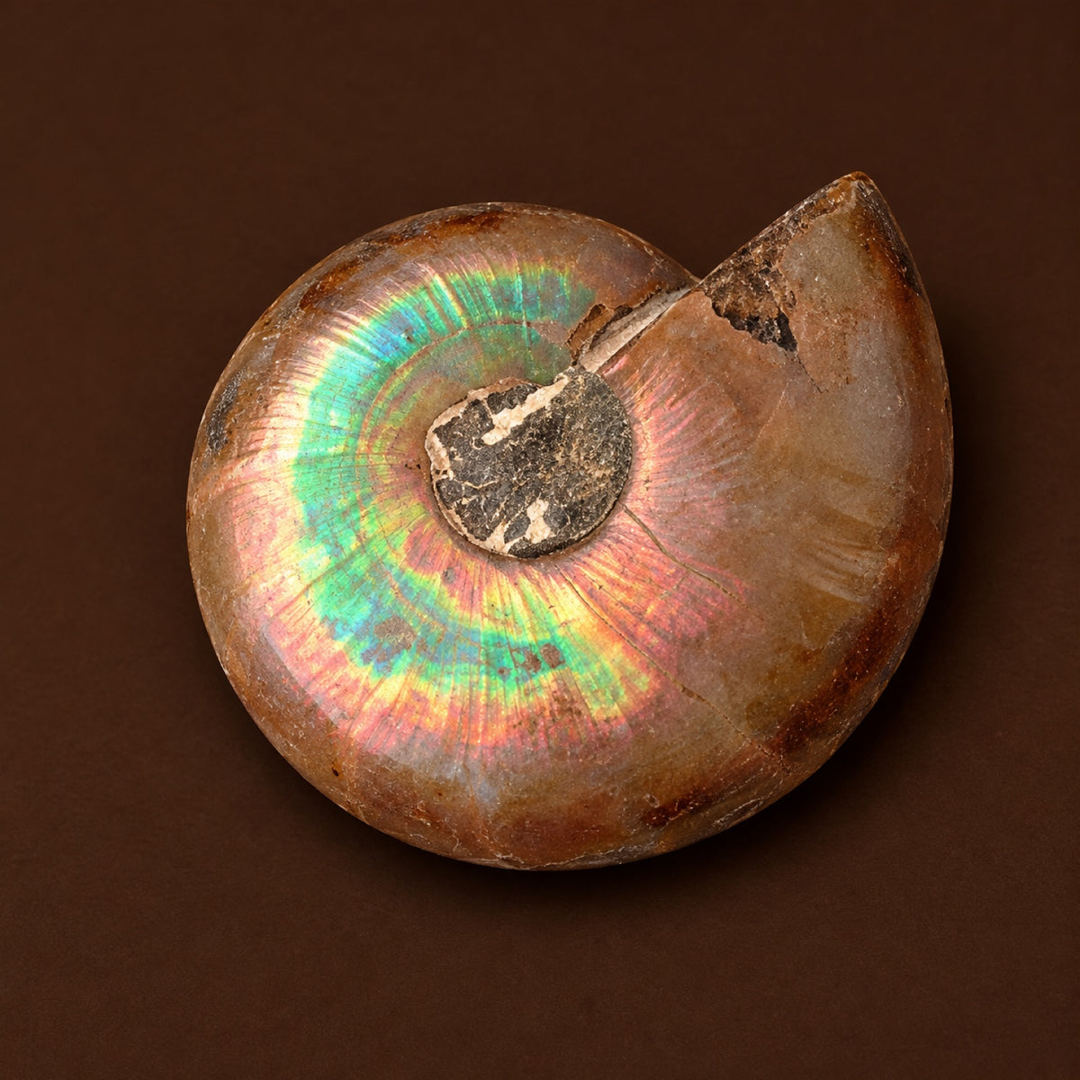 Small polished ammonite fossil with rainbow iridescence